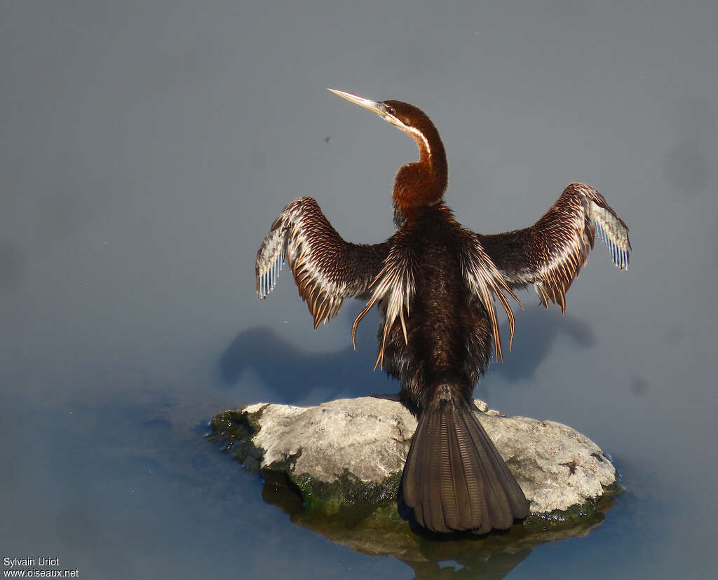 Anhinga d'Afrique mâle adulte