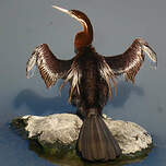 Anhinga d'Afrique