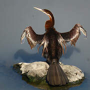 Anhinga d'Afrique