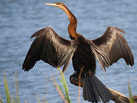 Anhinga d'Afrique