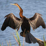 Anhinga d'Afrique