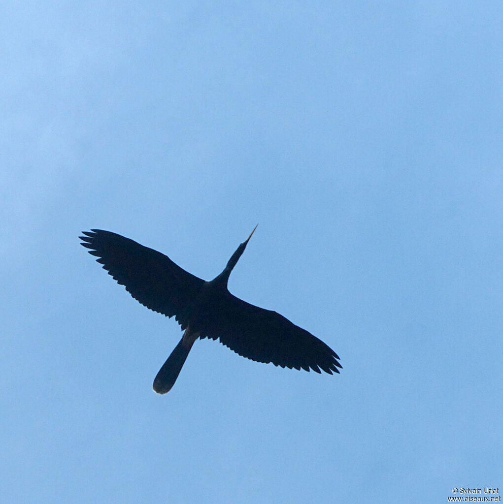 Anhinga d'Amérique mâle adulte