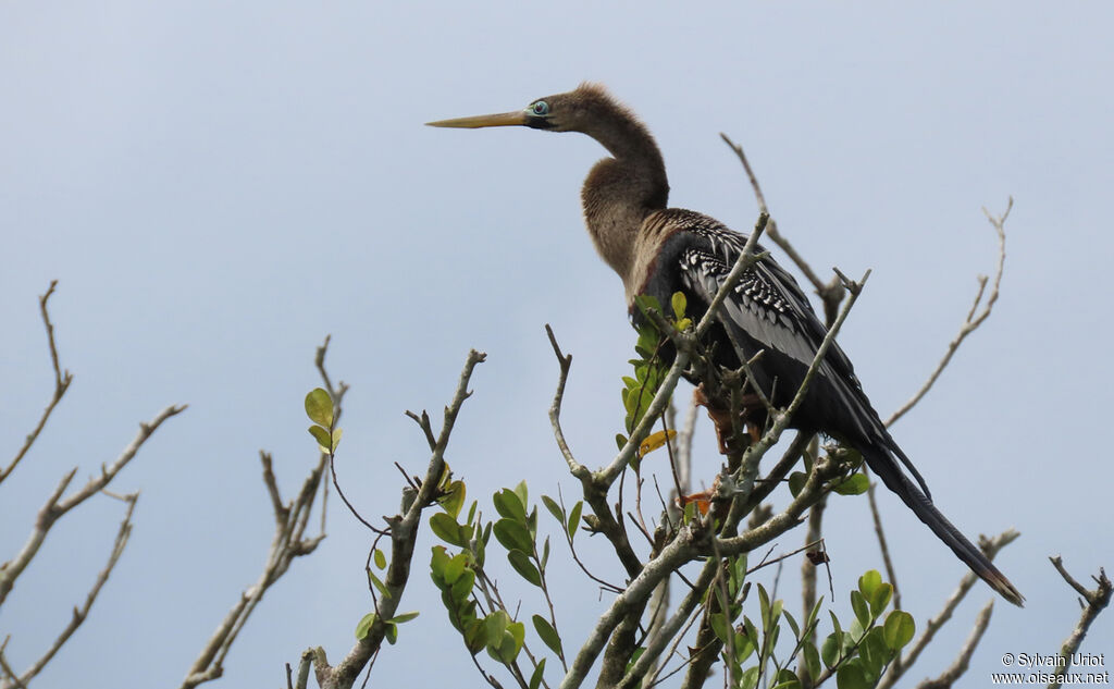 Anhinga d'Amérique femelle adulte