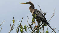 Anhinga d'Amérique