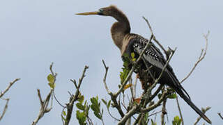 Anhinga