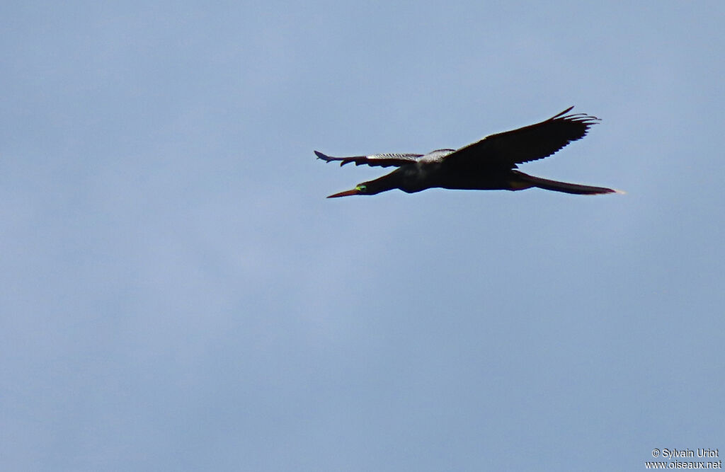 Anhinga d'Amérique mâle adulte