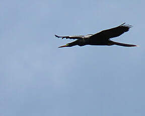 Anhinga d'Amérique