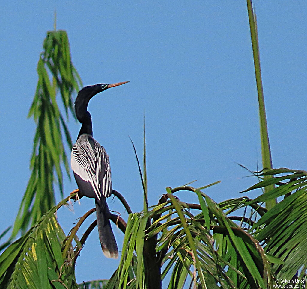 Anhinga d'Amérique mâle adulte