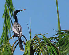 Anhinga d'Amérique