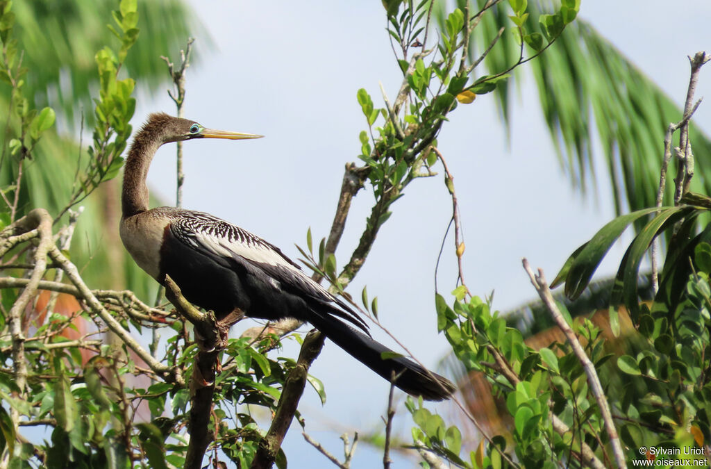 Anhinga d'Amérique femelle adulte