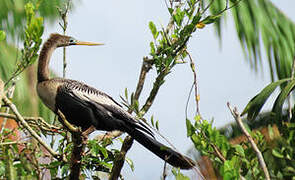 Anhinga