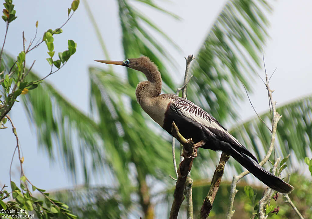 Anhinga female adult, identification