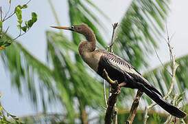 Anhinga d'Amérique