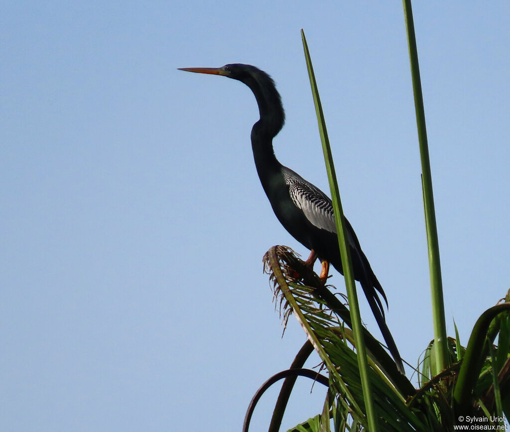 Anhinga d'Amérique mâle adulte