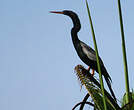 Anhinga d'Amérique