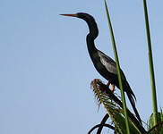 Anhinga d'Amérique