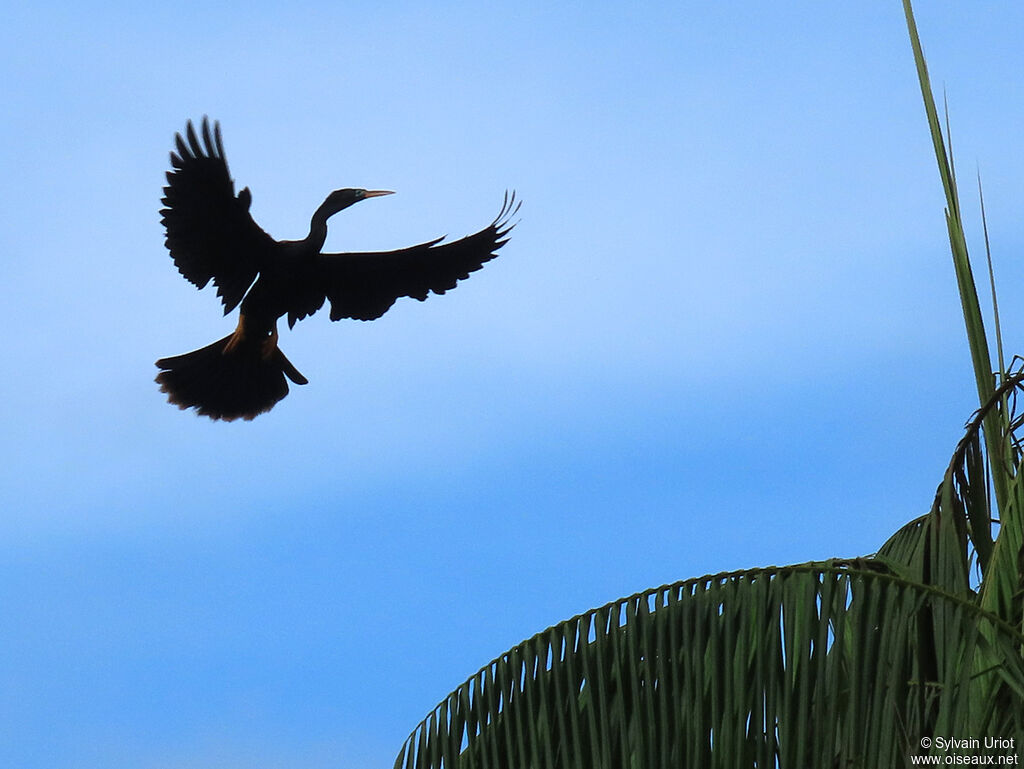 Anhinga d'Amérique mâle adulte