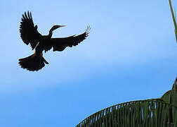 Anhinga