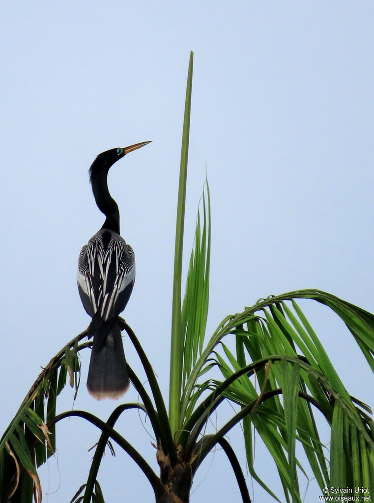 Anhinga d'Amérique mâle adulte