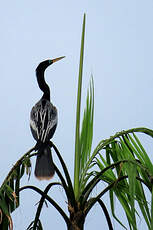 Anhinga d'Amérique