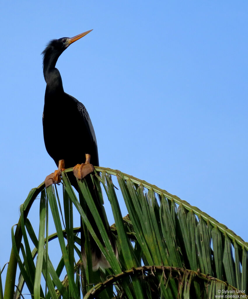 Anhinga d'Amérique mâle adulte