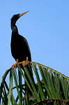 Anhinga d'Amérique