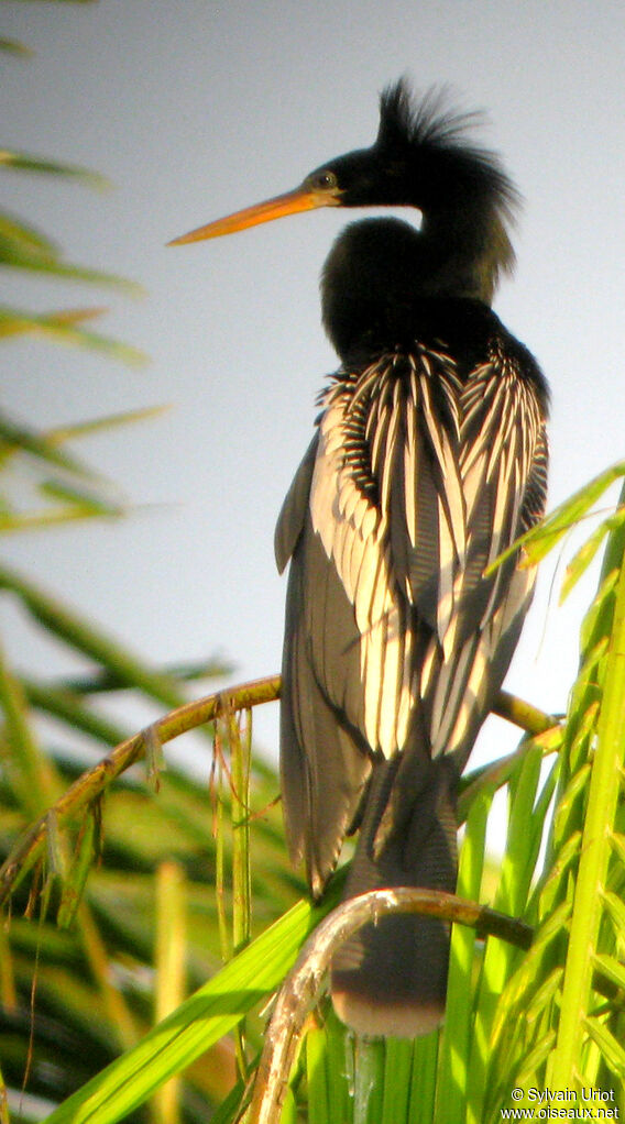 Anhinga d'Amériqueadulte nuptial