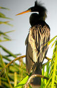 Anhinga d'Amérique