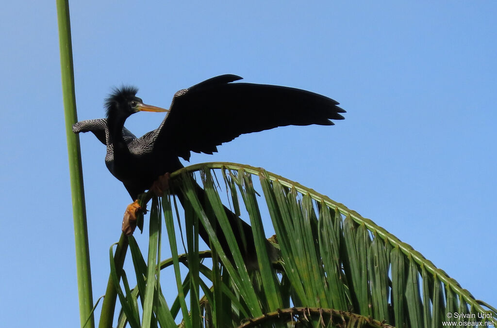 Anhinga d'Amérique mâle adulte