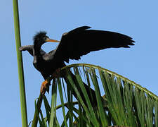 Anhinga