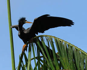 Anhinga d'Amérique