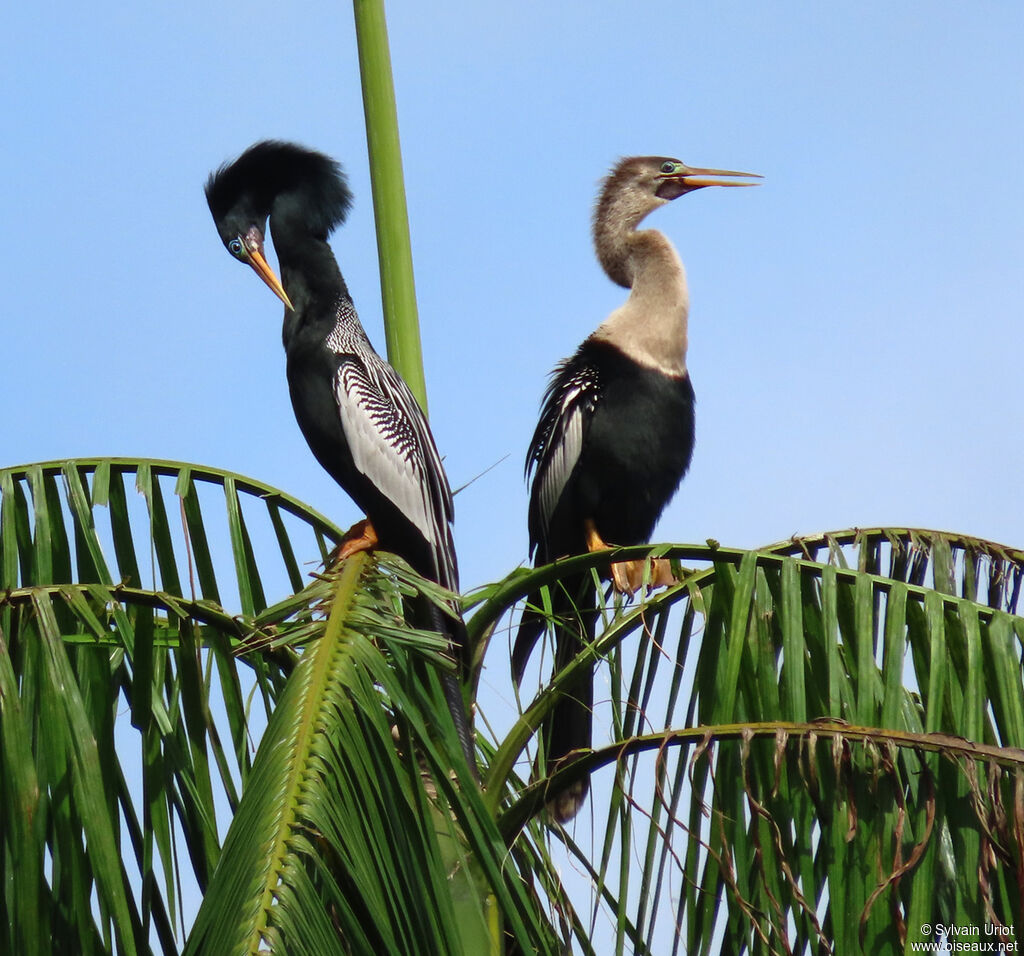 Anhinga d'Amériqueadulte