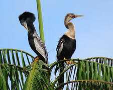 Anhinga