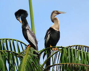 Anhinga d'Amérique