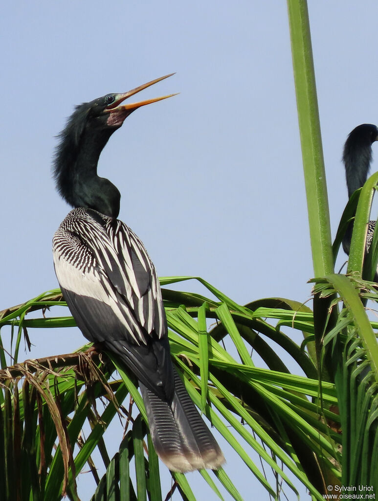 Anhinga d'Amérique mâle adulte