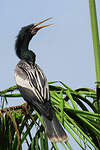 Anhinga d'Amérique