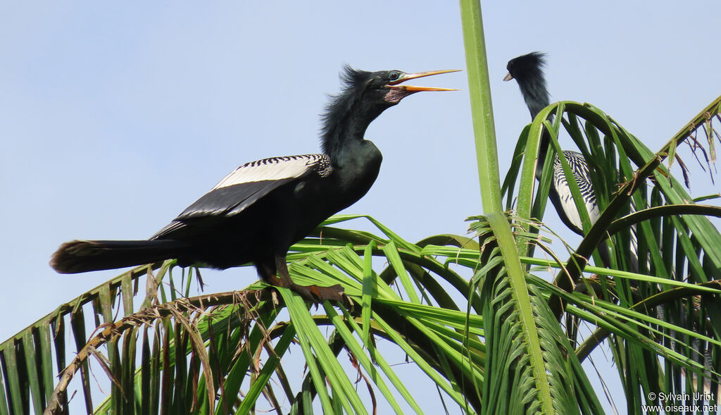 Anhinga d'Amérique mâle adulte