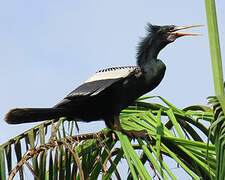 Anhinga