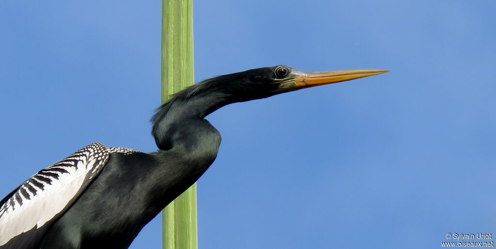 Anhinga d'Amérique mâle adulte