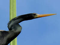 Anhinga d'Amérique