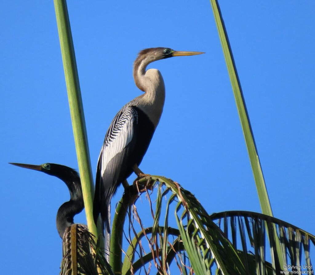 Anhinga d'Amériqueadulte