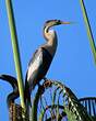 Anhinga d'Amérique