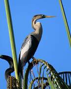 Anhinga