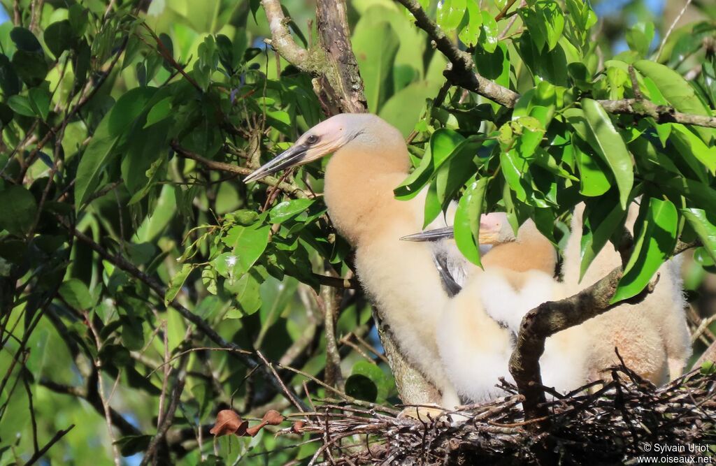 Anhinga d'AmériquePoussin