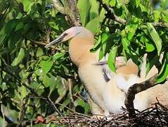 Anhinga