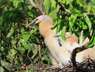 Anhinga d'Amérique