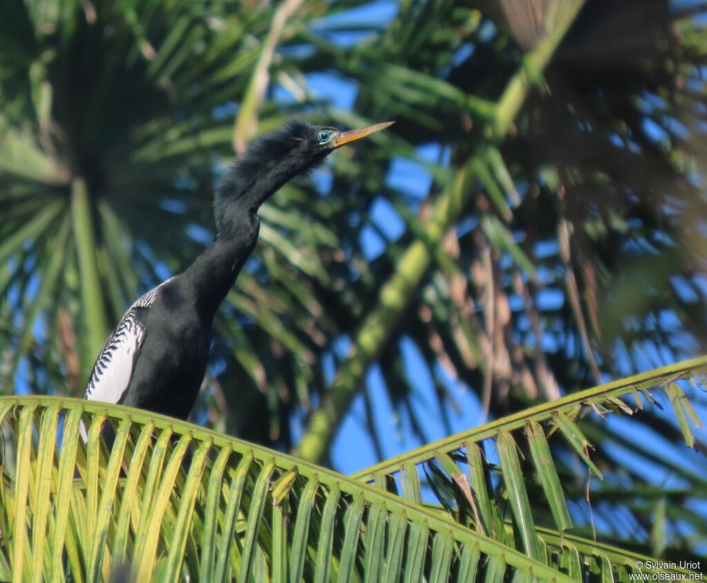 Anhinga d'Amérique mâle adulte