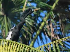 Anhinga