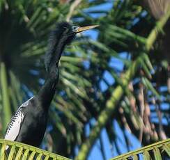 Anhinga d'Amérique