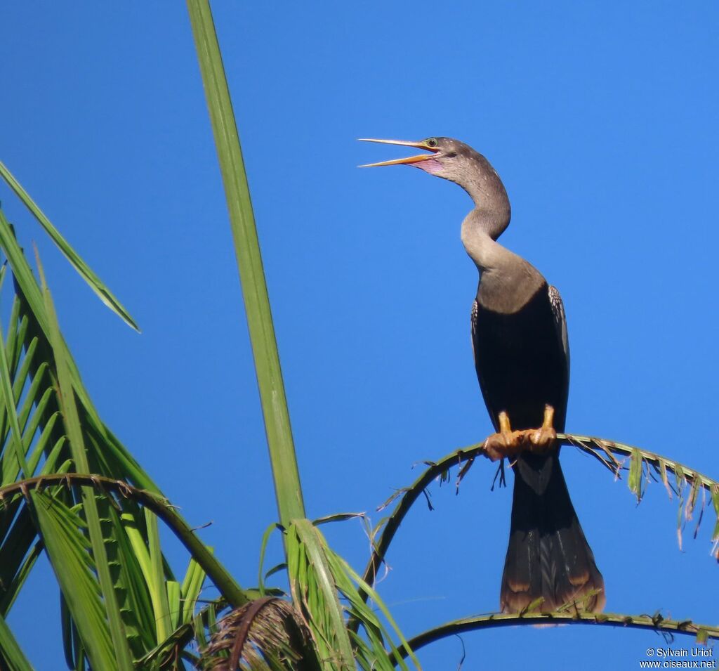 Anhinga d'Amérique femelle adulte